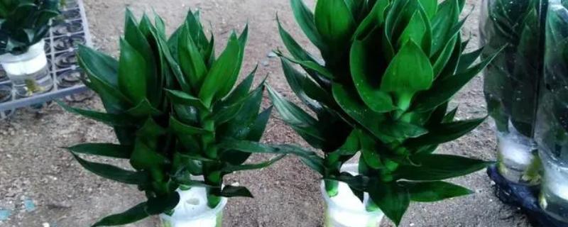 怎么养已生根的莲花竹，只需要往花瓶中加入新水即可