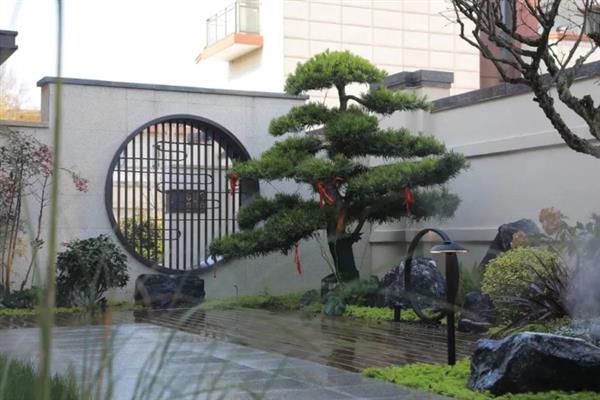 罗汉松适合摆放在哪里，门口、客厅、书房等地方均适合放置