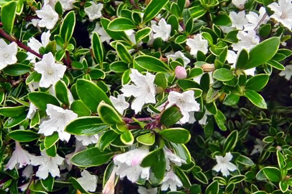 金边六月雪的花语，寓意守望爱情、友谊永存等