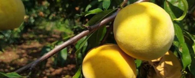 南方桃子哪个品种好吃，常见的有临风2号、胭脂脆桃等
