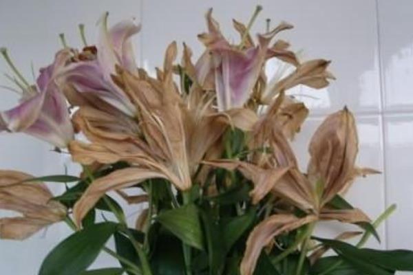 百合开花后要剪掉吗，如果已经枯了便可剪掉