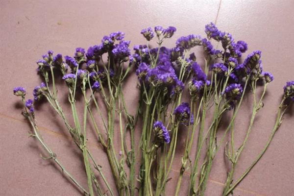勿忘我的花语，寓意永恒的爱、永远的记忆等