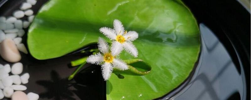 一叶莲开花后如何修剪，将残花、败花及花枝全部剪掉