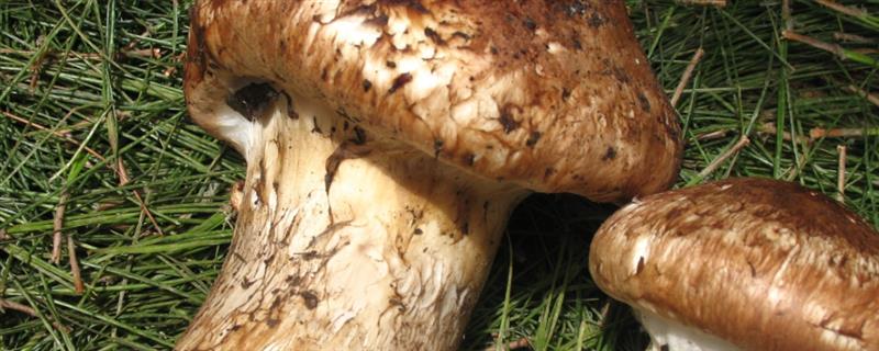 高档食用菌有哪些，常见的有松茸、牛肝菌等