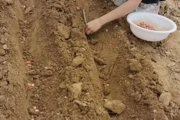 黑花生如何种植，一般在春季播种