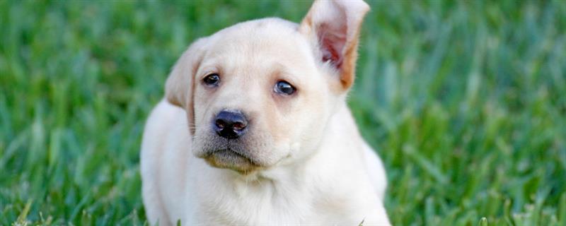 拉布拉多幼犬怎么训练大小便，可采用奖励训练方法