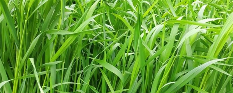牧草与野草的区别是什么，定义、特点和危害性均不同