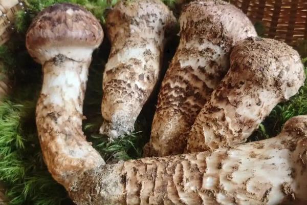高档食用菌有哪些,常见的有松茸、牛肝菌等