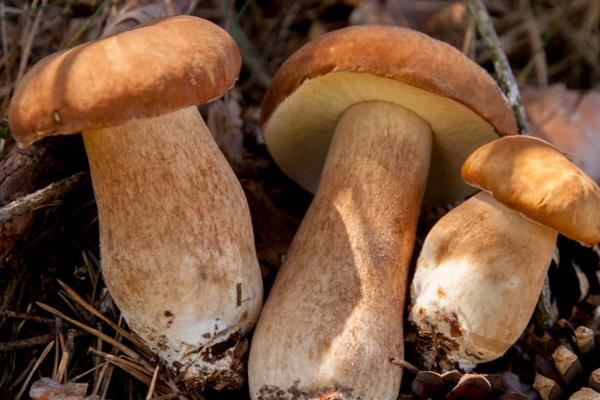 高档食用菌有哪些,常见的有松茸、牛肝菌等