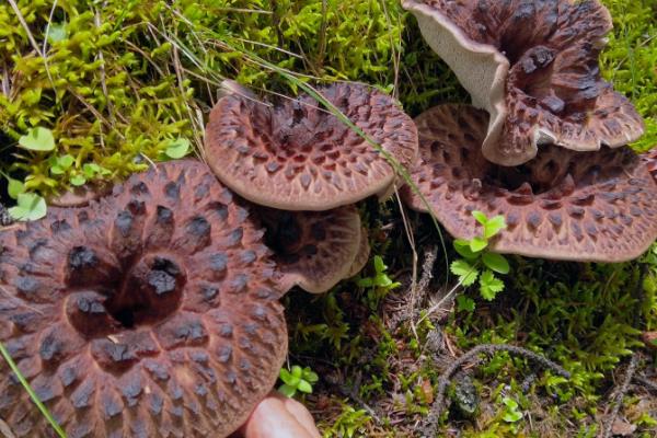 高档食用菌有哪些,常见的有松茸、牛肝菌等