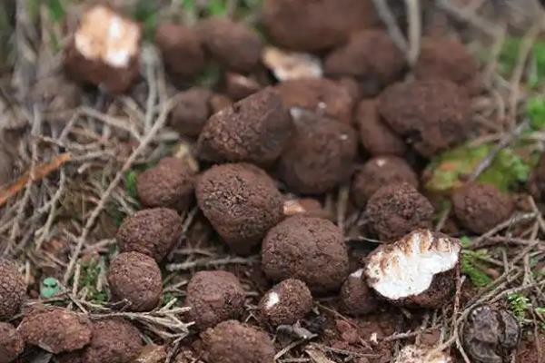 高档食用菌有哪些,常见的有松茸、牛肝菌等