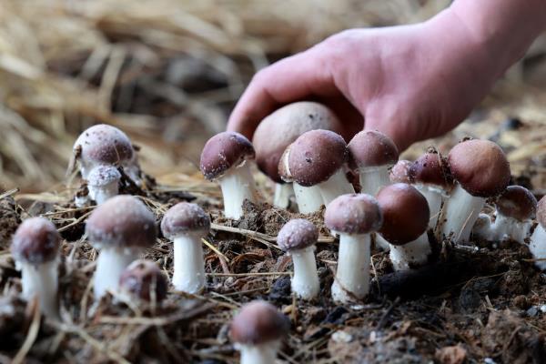 高档食用菌有哪些,常见的有松茸、牛肝菌等