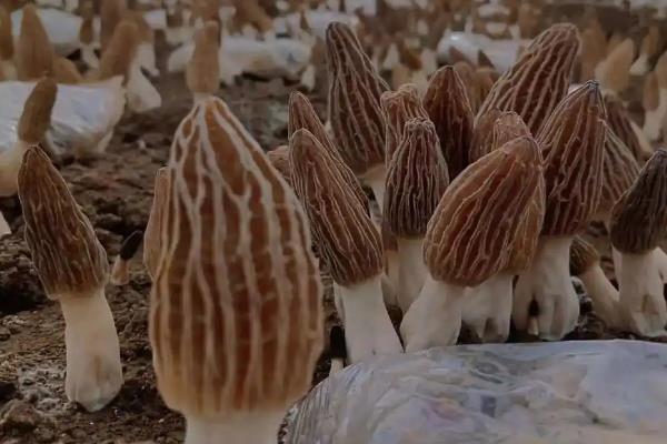 高档食用菌有哪些,常见的有松茸、牛肝菌等