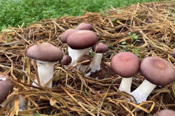 高档食用菌有哪些,常见的有松茸、牛肝菌等