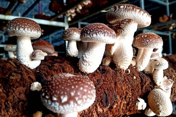 高档食用菌有哪些,常见的有松茸、牛肝菌等