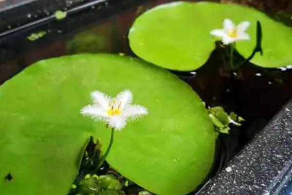 一叶莲开花后如何修剪，将残花、败花及花枝全部剪掉