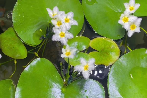 一叶莲开花后如何修剪，将残花、败花及花枝全部剪掉