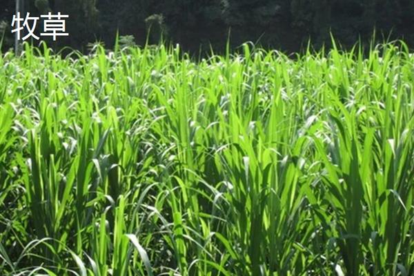 牧草与野草的区别是什么，定义、特点和危害性均不同
