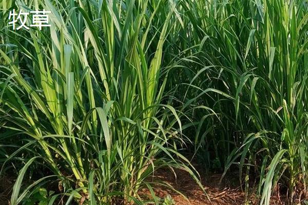 牧草与野草的区别是什么，定义、特点和危害性均不同