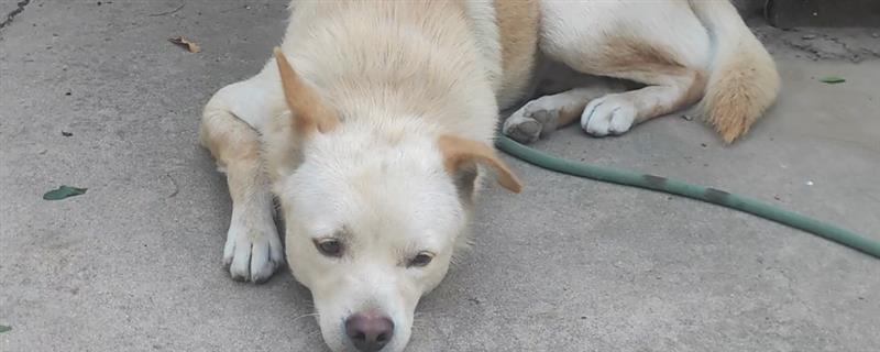 狂犬病的传播途径，一般被患病动物咬伤传播