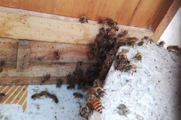 怎么防治爬蜂病，做好蜂具、饲料的消毒工作可有效预防