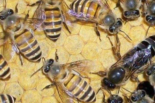 怎么防治爬蜂病，做好蜂具、饲料的消毒工作可有效预防