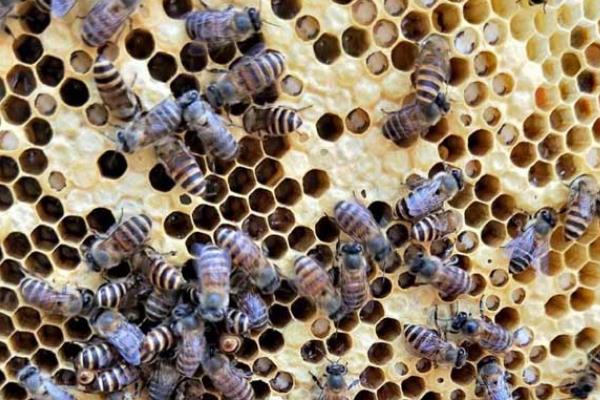 怎么防治爬蜂病，做好蜂具、饲料的消毒工作可有效预防