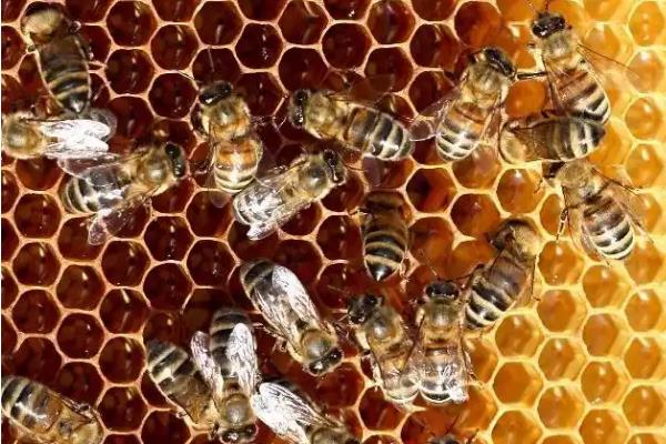 怎么防治爬蜂病，做好蜂具、饲料的消毒工作可有效预防