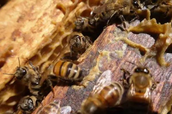 怎么防治爬蜂病，做好蜂具、饲料的消毒工作可有效预防