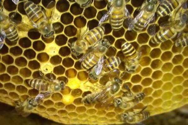 怎么防治爬蜂病，做好蜂具、饲料的消毒工作可有效预防