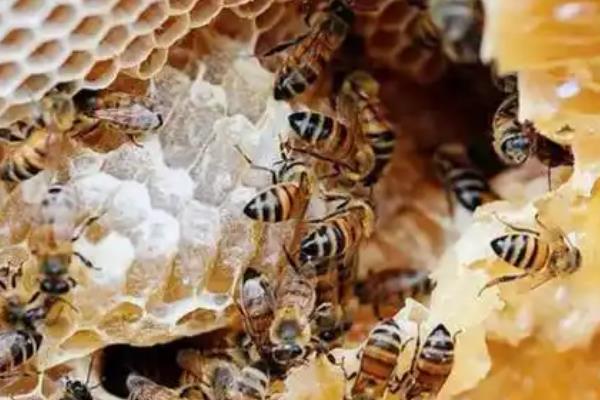 怎么防治爬蜂病，做好蜂具、饲料的消毒工作可有效预防