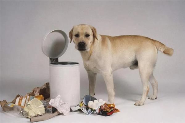 拉布拉多幼犬怎么训练大小便，可采用奖励训练方法