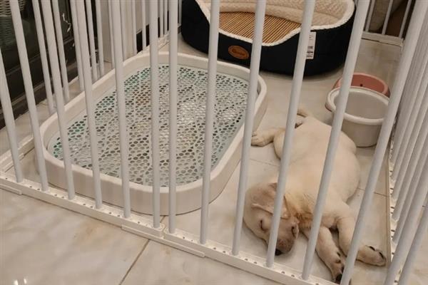 拉布拉多幼犬怎么训练大小便，可采用奖励训练方法