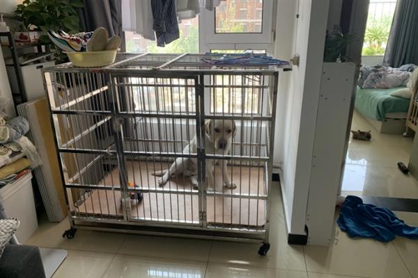 拉布拉多幼犬怎么训练大小便，可采用奖励训练方法