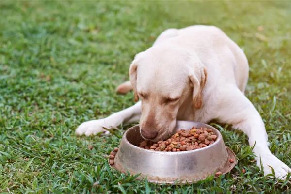 拉布拉多幼犬怎么训练大小便，可采用奖励训练方法
