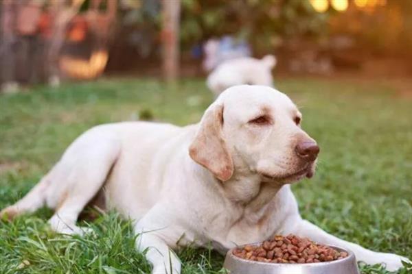 拉布拉多幼犬怎么训练大小便，可采用奖励训练方法