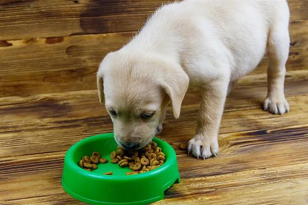 拉布拉多幼犬怎么训练大小便，可采用奖励训练方法