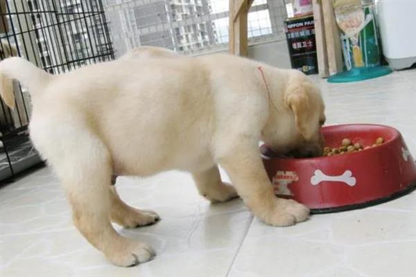 拉布拉多幼犬怎么训练大小便，可采用奖励训练方法