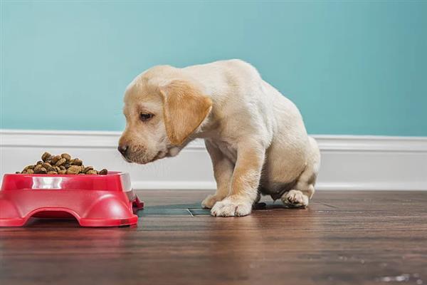 拉布拉多幼犬怎么训练大小便，可采用奖励训练方法