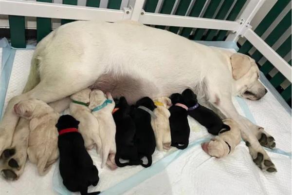 拉布拉多幼犬怎么训练大小便，可采用奖励训练方法