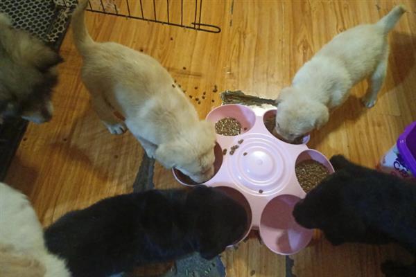 拉布拉多幼犬怎么训练大小便，可采用奖励训练方法