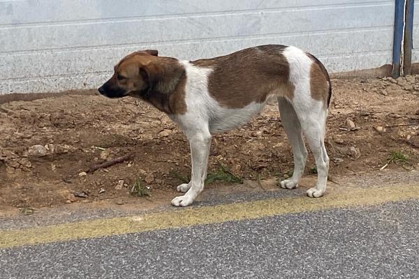 狂犬病的传播途径，一般被患病动物咬伤传播