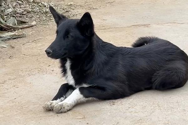 狂犬病的传播途径，一般被患病动物咬伤传播