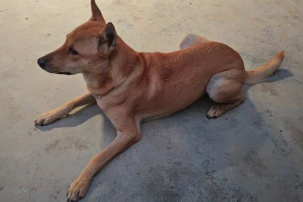 狂犬病的传播途径，一般被患病动物咬伤传播