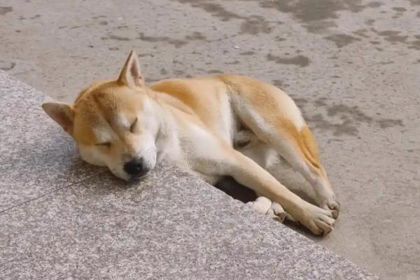狂犬病的传播途径，一般被患病动物咬伤传播