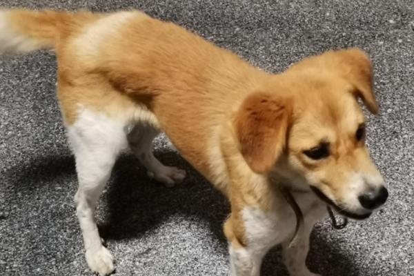 狂犬病的传播途径，一般被患病动物咬伤传播
