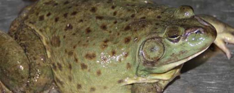 牛蛙是不是蝌蚪变的，从受精卵逐一变成蝌蚪、幼蛙、成蛙