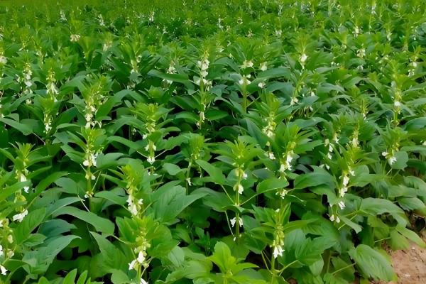 芝麻为什么不能连茬，会加重病害、导致土壤养分失调
