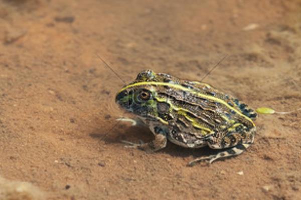 牛蛙是不是蝌蚪变的，从受精卵逐一变成蝌蚪、幼蛙、成蛙