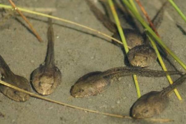 牛蛙是不是蝌蚪变的，从受精卵逐一变成蝌蚪、幼蛙、成蛙